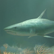 Artist’s depiction of Saivodus striatus.
